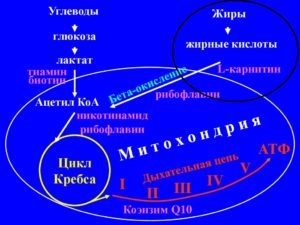 Механизм действия Л карнитина