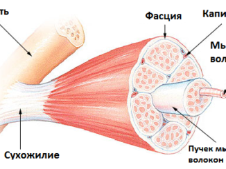 Типы мышечных волокон