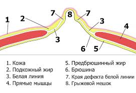 белая линия живота