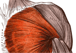 грудная мышца