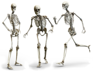 кости человека